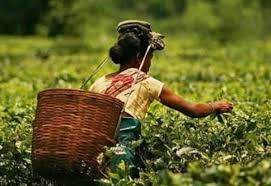 தேயிலை ஏற்றுமதிக்கு மாற்றுச் சந்தை: அமைச்சர் அனுர கருணாதிலக்க அறிவிப்பு!